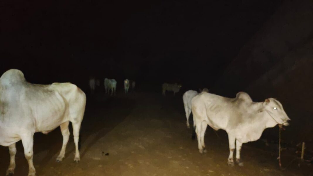 म्यांमार से तस्करी कर लाए गए गायों को बचाया गया