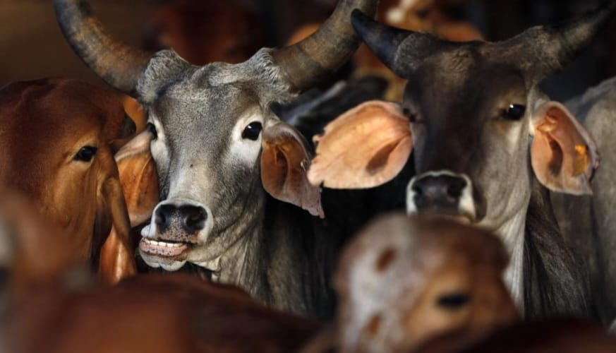सिलचर : गोहत्या और गोमांस बिक्री करने के आरोप में तीन गिरफ्तार